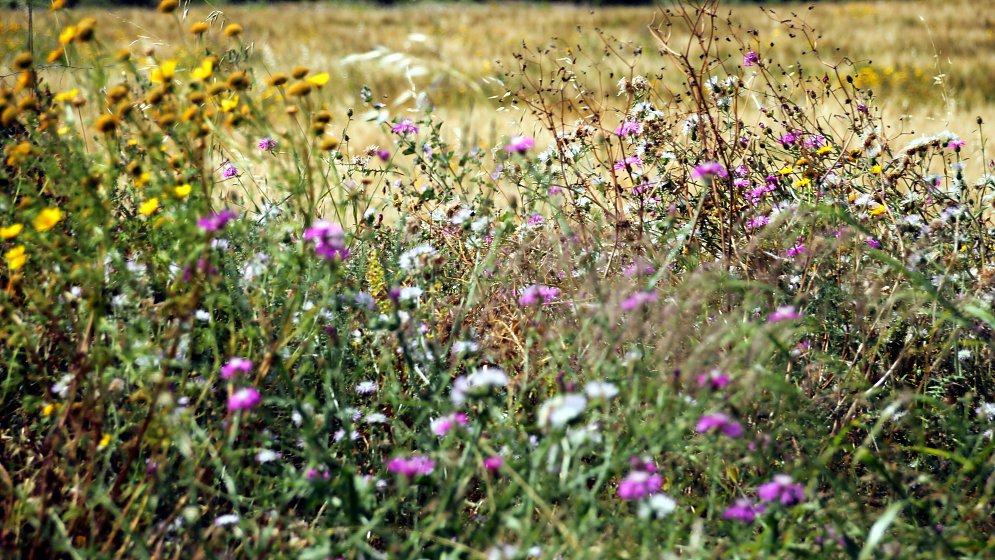 Sommerwiese Sizilien Leinwand