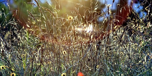 Sommerwiese Sommerwiese