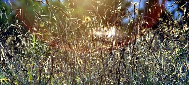 Sommerwiese Bild auf Leinwand