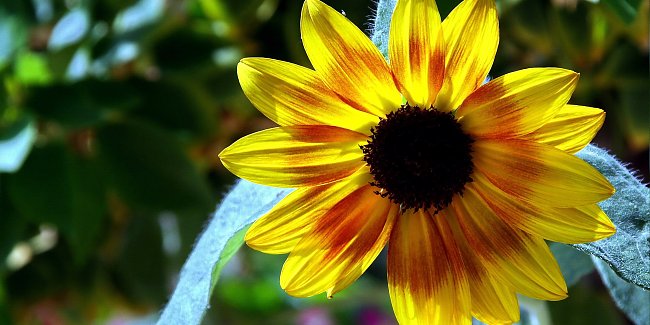 Sonnenblume Sonnenblume