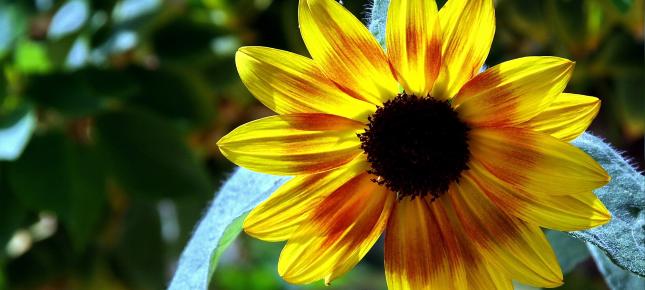 Sonnenblume Bild auf Leinwand