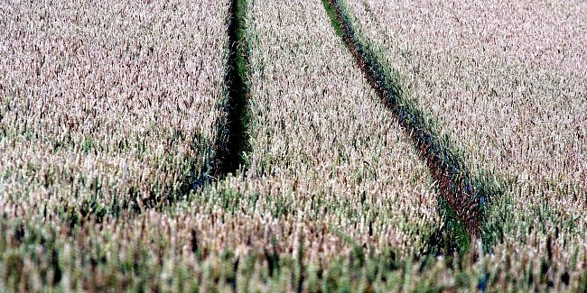 Spuren im Feld