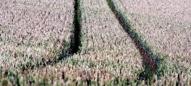 Spuren im Feld Bild auf Leinwand