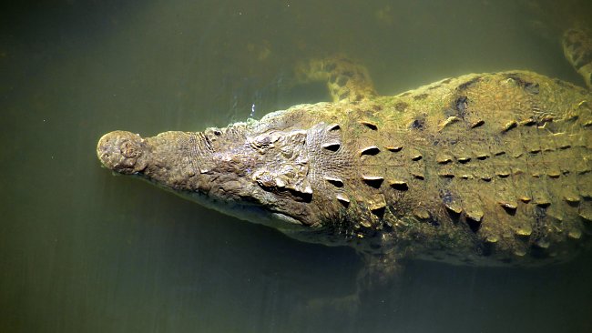 Tiere Krokodil Tiere Krokodil
