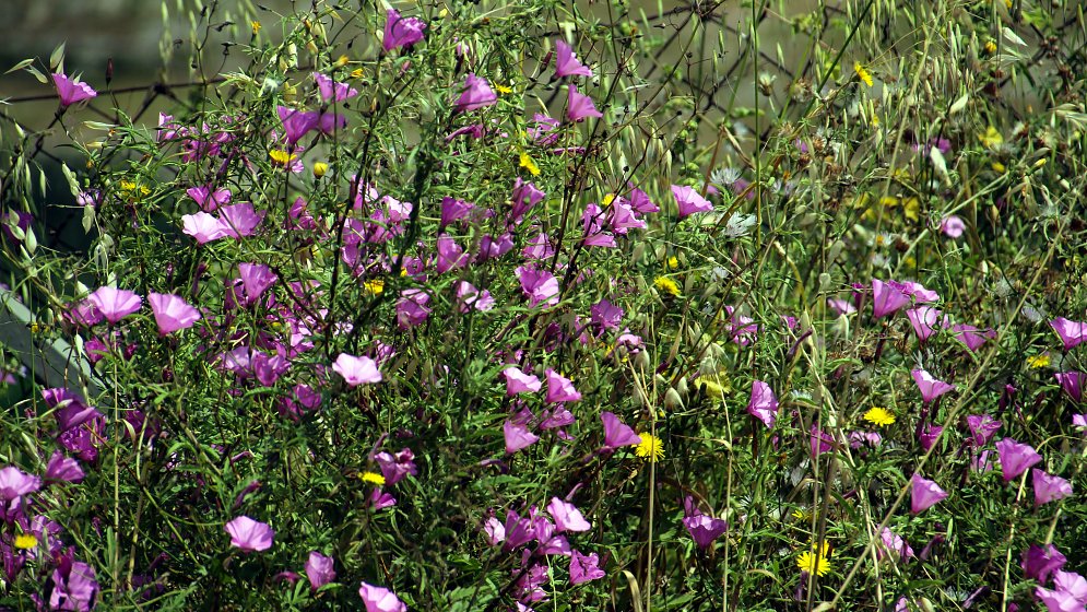 Vegetation Blumen Leinwand