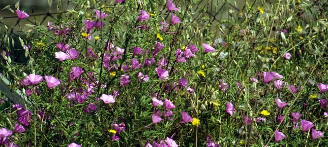 Vegetation Blumen Bild auf Leinwand