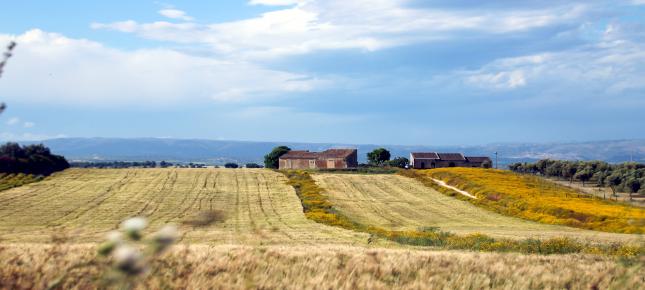 Weide Landschaft Bild auf Leinwand