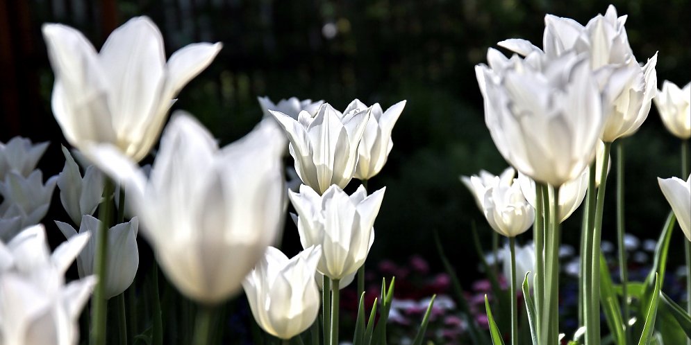 Weisse Tulpen Leinwand