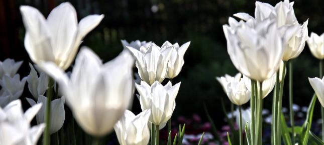 Weisse Tulpen Bild auf Leinwand
