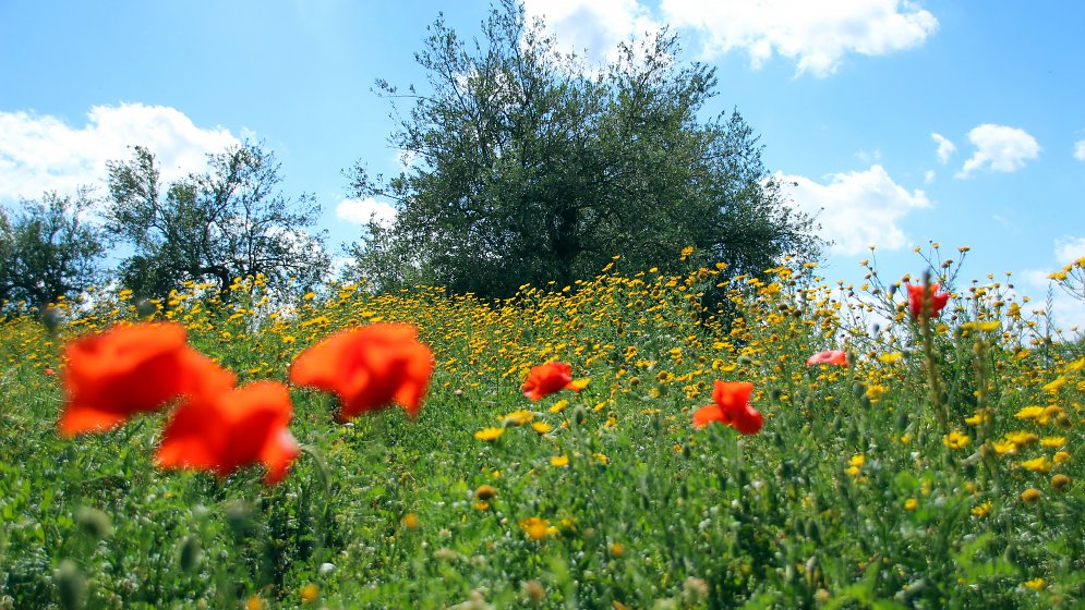 Wiese Blumen Leinwand