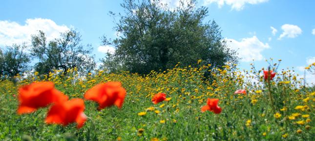 Wiese Blumen Bild auf Leinwand