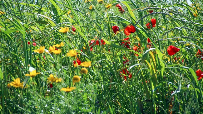 Wiese Blumenwiese Wiese Blumenwiese