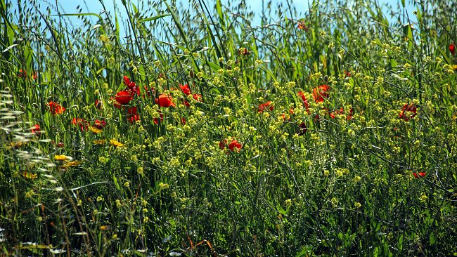 Wiese Fruehling Wiese Fruehling