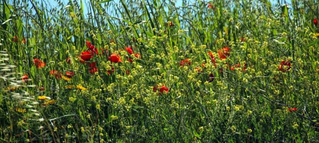 Wiese Fruehling Bild auf Leinwand