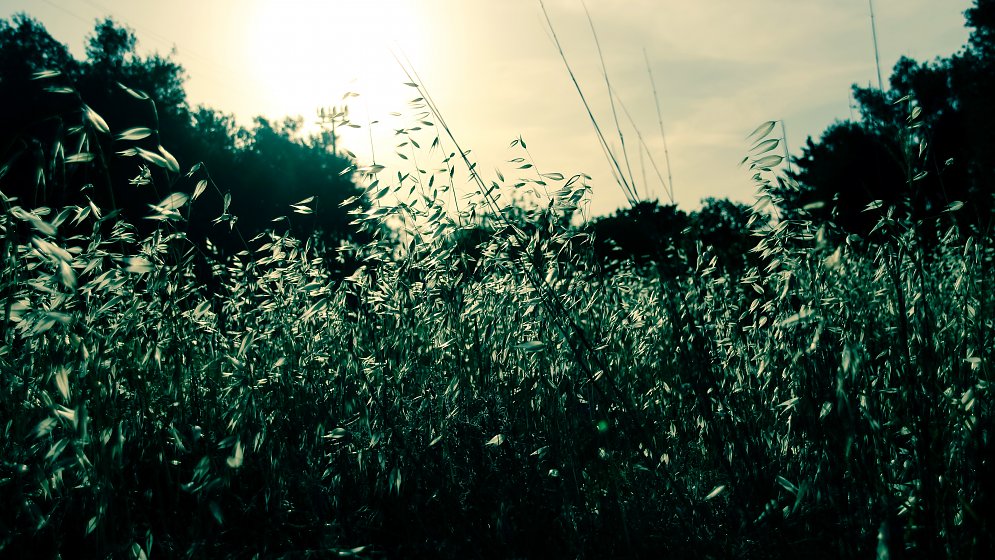 Wiese Gras Leinwand