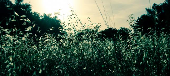 Wiese Gras Bild auf Leinwand