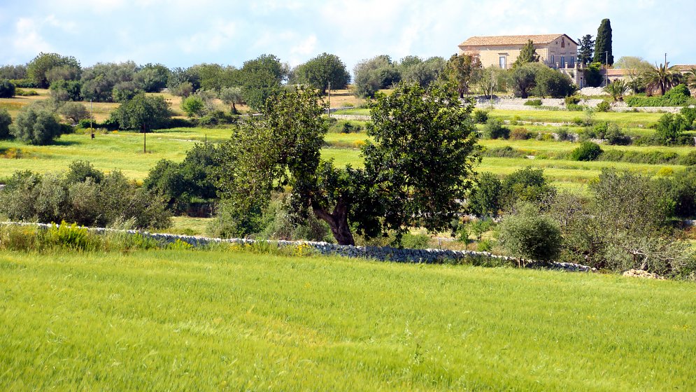 Wiese Sizilien Leinwand