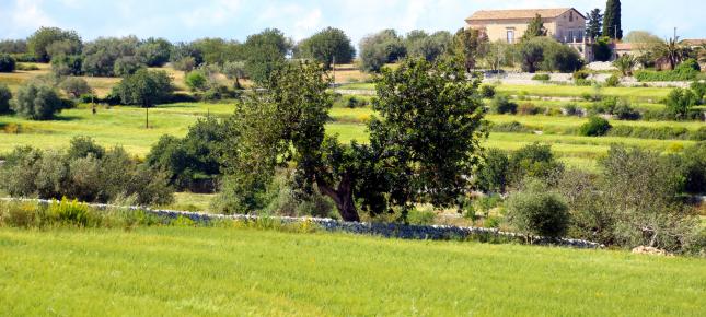 Wiese Sizilien Bild auf Leinwand