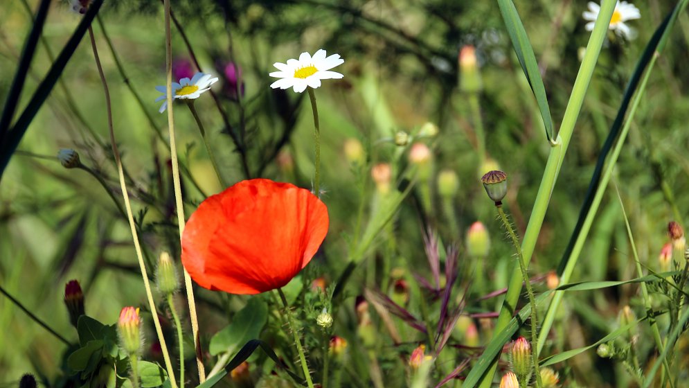 Wiese Sommer Leinwand