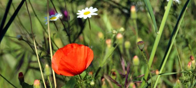 Wiese Sommer Bild auf Leinwand