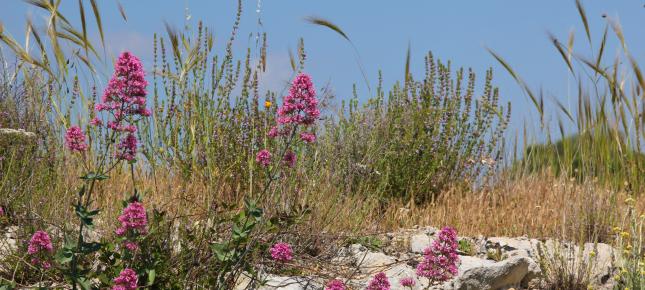 Blumen an der Mauer Bild auf Leinwand