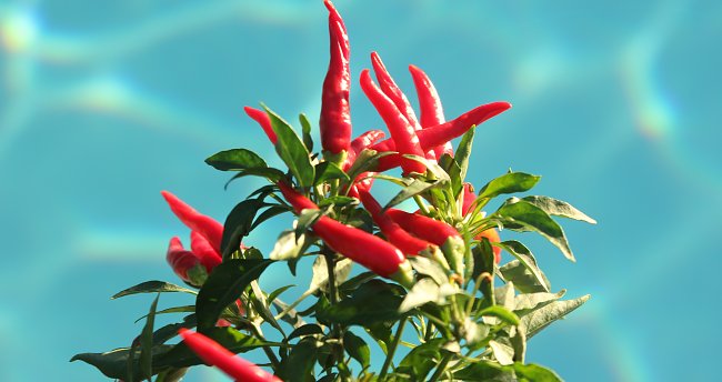 Chili Chili