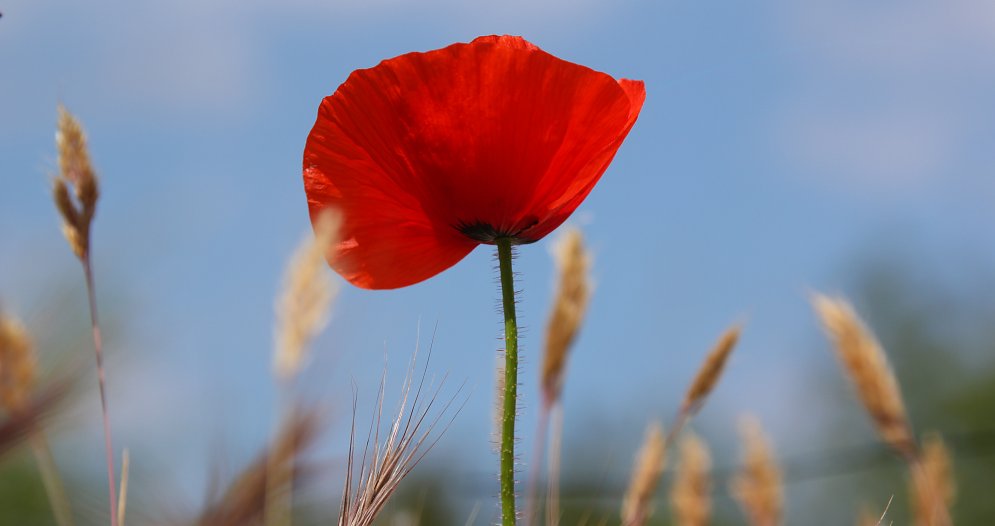 Erhabener Mohn Leinwand