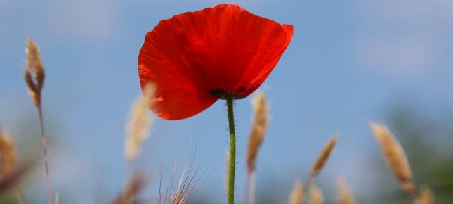 Erhabener Mohn Bild auf Leinwand