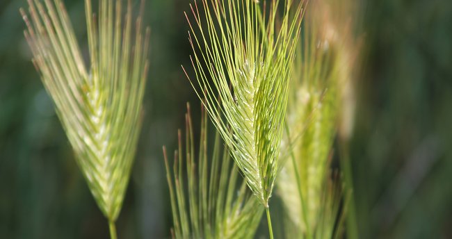 Frische Aehren