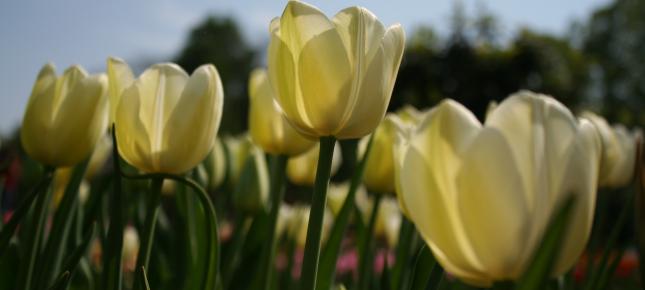 Gelbe Tulpen Bild auf Leinwand