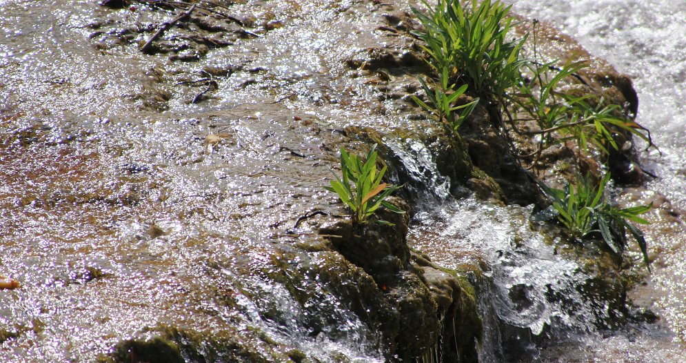Graeser im Bach Leinwand