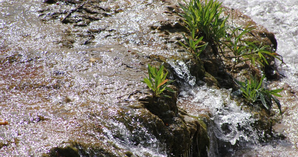 Graeser im Bach Leinwand