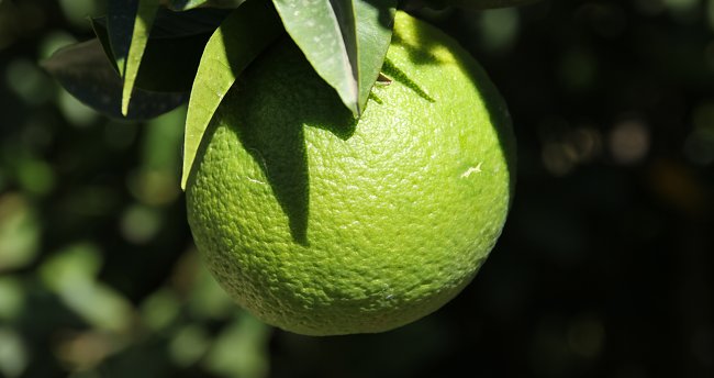 Gruene Orange