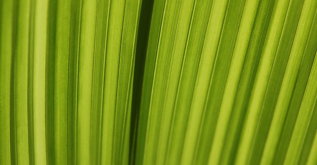 Gruenes Blatt Gruenes Blatt