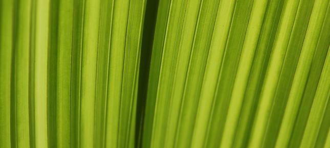 Gruenes Blatt Bild auf Leinwand