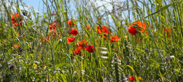 Klatschmohn Bild auf Leinwand