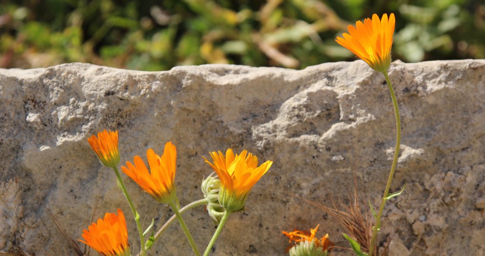 Mauer mit gelben Blumen Leinwand
