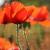 Mohn-Knospen