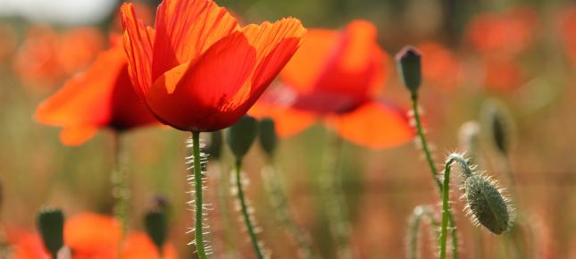 Mohn Knospen Bild auf Leinwand