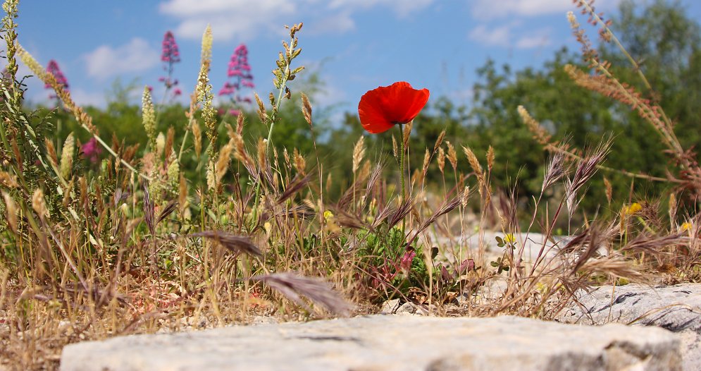Mohn in der Landschaft Leinwand