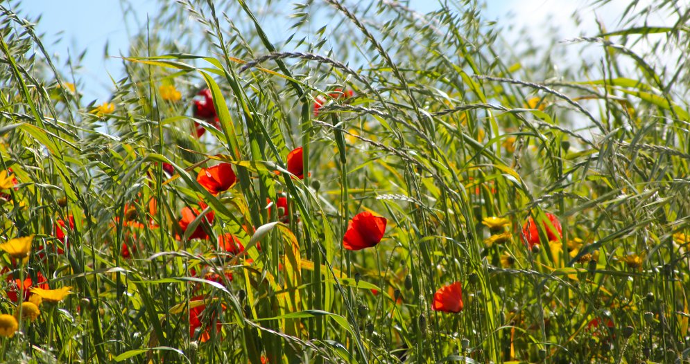 Mohn Leinwand