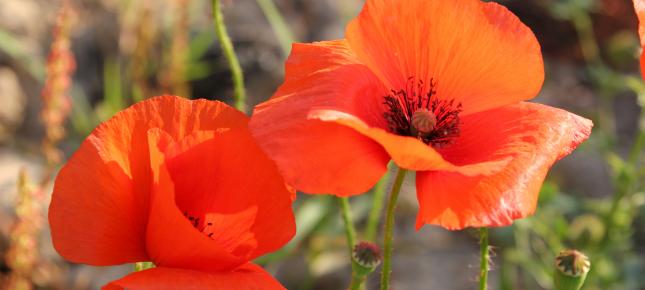 Mohnblumen Bild auf Leinwand