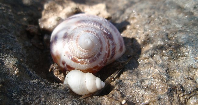Muscheln Muscheln