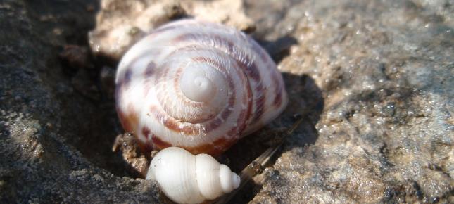 Muscheln Bild auf Leinwand