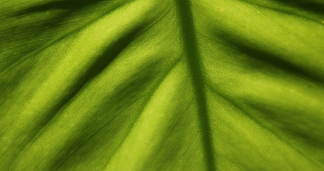 Natur Natur