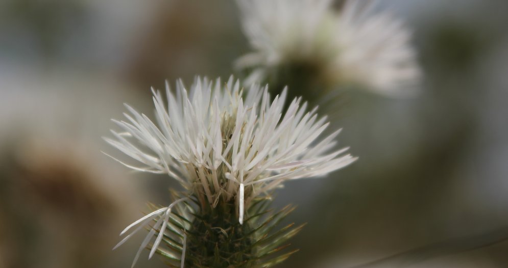 Naturschoenheit Leinwand