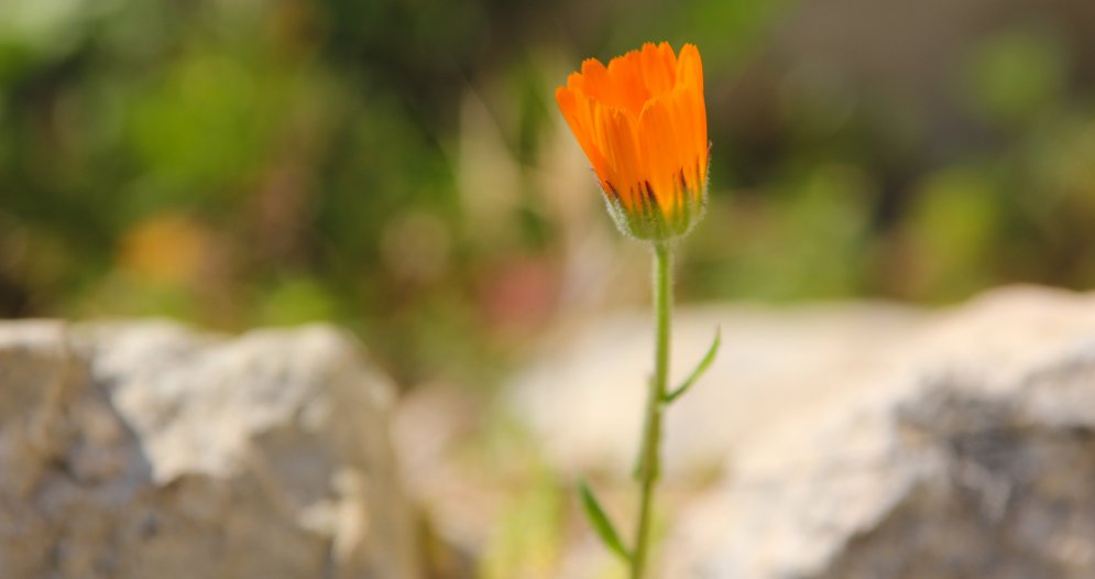 Orange Bluete Leinwand