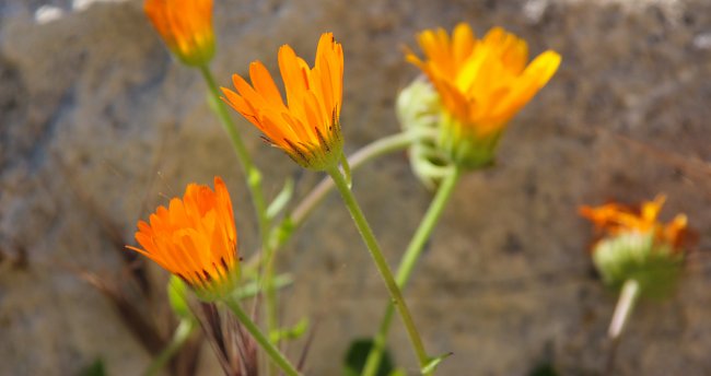 Orange Blumen Orange Blumen