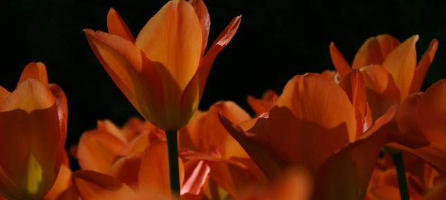 Orange Tulpen Bild auf Leinwand