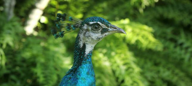 Pfau Bild auf Leinwand